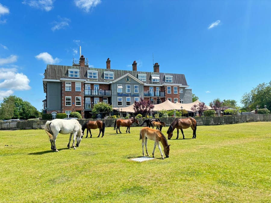 Business South Exclusive Offer at Balmer Lawn Hotel & Spa
